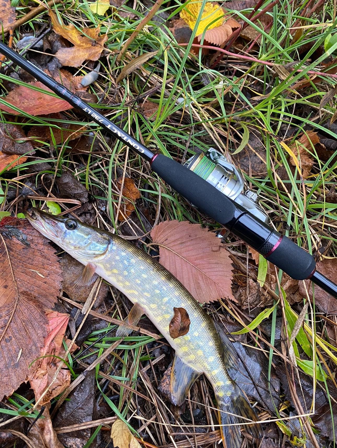 Спінінговий комплект Crazy Fish Contact + Shimano Sedona + шнур YGK, Київ, Київ обл. — фото 2 з 4